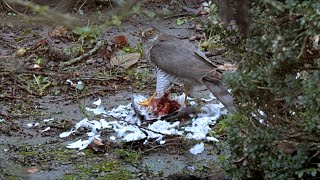 KRAHUJEC OBECNÝ Accipiter nisus Eurasian sparrowhawk [upl. by Arteid210]