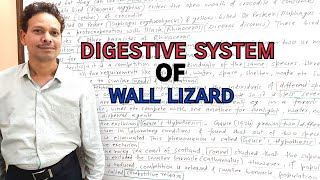 Digestive System of HemidactylusWall Lizard  For IASNEETGATENET and [upl. by Cariotta]