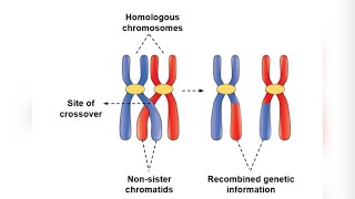 sister chromatids amp Homologous chromosome by Ankita maam [upl. by Aihsar706]