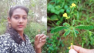 Biophytum sensitivum தீண்டாநாழி  Little plant Oxalidaceae IFFANI [upl. by Normie995]