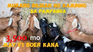 MURANG BILIHAN NG IMPORTED NA KAMBING SA PAMPANGA [upl. by Fredenburg]