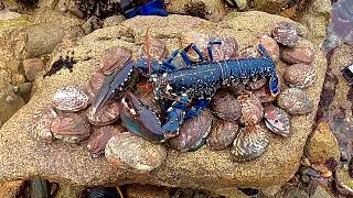 Big Foraging Haul  Giant Lobster amp Abalone  Catch amp Cook [upl. by Wardle]