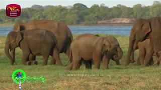 Sobadhara  සොබාධාරා  Leopards  Season 2  Episode  51  20190104  Rupavahini Documentary [upl. by Zeitler]