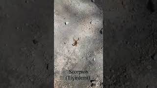 Un scorpion  Tiɣirdemet عقرب Escorpión Skorpion  Scorpione [upl. by Jenifer]