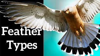 Types of Bird Feathers  Use Shape to Identify Feathers [upl. by Vashti]