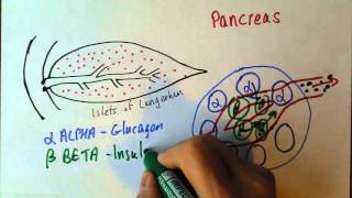 Endocrine 3 Pancreas insulin and glucagon [upl. by Oilegor]