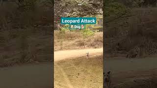 तेंदुआ Leopard attacked dog in Jhalana tenduaa leopard dog amazing wildlife dengerous PPR [upl. by Acinoj717]