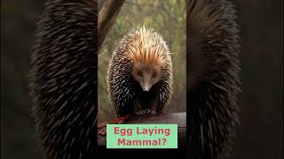 EggLaying Mammal which is not the platypus [upl. by Lynus881]