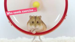 Beanie Boo Rodney the hamster contemplates going for a run [upl. by Leahcym]