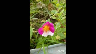 Beautiful purslane plant [upl. by Nerita]