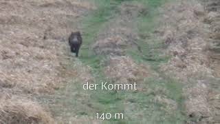 Wildschweinjagd Treibjagd Drückjagd in der Schorfheide [upl. by Niamjneb]