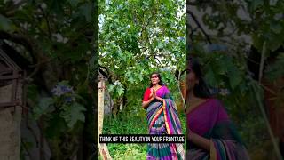 Solanum indicum for sale athmanilayam brinjal tree plants keralagarden [upl. by Hanas]