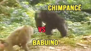 Este Chimpancé Subestimo La Fuerza del Babuino y Pago caro [upl. by Aibsel]