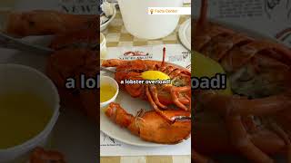 Lobsters used to be food for the poor [upl. by Daryn]