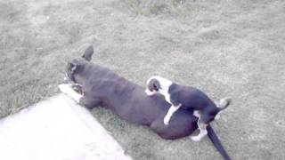 Chihuahua VS Pit bull3gp [upl. by Dorsy]