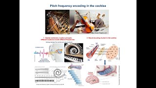 Frequency coding mechanisms in human ear  Basilar membrane amp Place coding [upl. by Machos]