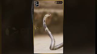 Snake Park இப்படிதான் உருவாச்சு  Zoo Guide Mani  LifeStory shorts [upl. by Rachel]