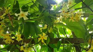 Yellow Star Jasmine Plant  Star of Tuscany  Trachelospermum Jasminoides [upl. by Scotti454]