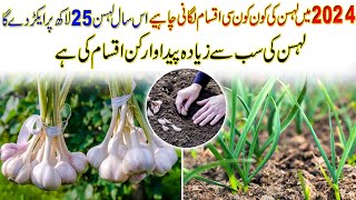 lehsun ki kasht in Pakistan  garlic farming in Pakistan  garlic best varieties in Pakistan [upl. by Tanberg]