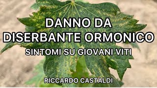 Vite Danno da diserbante ormonico [upl. by Arlon635]