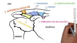 Anatomía de la Clavícula  Ligamentos y músculos  Fracturas  Caras Bordes Extremos [upl. by Atikaj791]