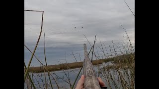 Refuge hunting in California GADWALL does it right duckhunting california [upl. by Geldens931]