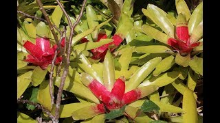 Bromeliads TILANDSIA AECHMEAGUZMANIANEOREGELIA [upl. by Fulbright]