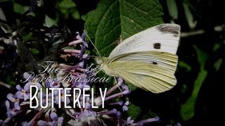 The Pieris Brassicae Butterfly [upl. by Wolk535]