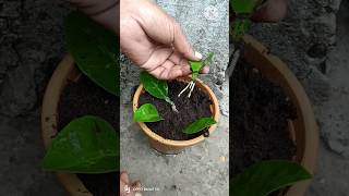 Grow lemon tree from lemon leaves  Growing lemon tree from lemon leaves lemon viral short [upl. by Ardnohs]