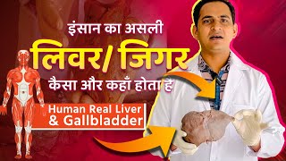 FullVideoHuman Real Liver amp Gallbladder  इंसान का असली लिवरजिगर कैसा और कहाँ होता है [upl. by Anha529]