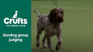 Gundog Group Judging and Presentation  Crufts 2022 [upl. by Pauline]