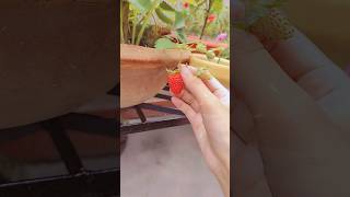 Home grown strawberries [upl. by Gem]