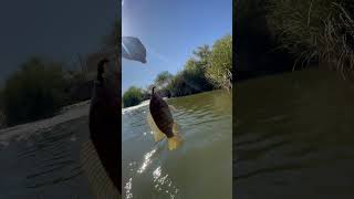 Is this a Redbelly Tilapia bassfishinglifebassfishingfishingtilapiafishing [upl. by Miculek547]