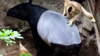 Malayan Tapir Gets A Grooming From A Whitecheeked Gibbon [upl. by Farant]