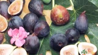 Escape the Ordinary Discover 3 Ways to Prepare Figs [upl. by Jennica288]