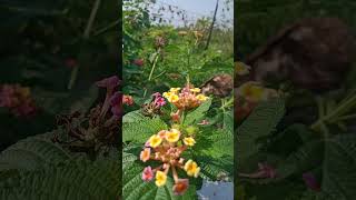 New technique for pesticide banane ka tarika flowers anokhe phool se pesticide indiaflower [upl. by Dine]