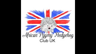 African Pygmy Hedgehog Club Podcast 2020 [upl. by Dlanod]