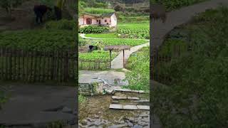 Rural life is simple and peaceful 156 rural village countryside relaxing garden simplelife [upl. by Tra]