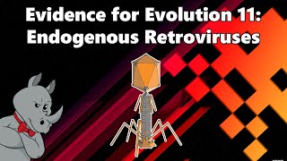 Evidence for Evolution  Endogenous Retroviruses [upl. by Hanad]