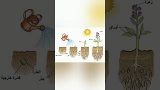 انبات البذور Seeds germination [upl. by Spearing]