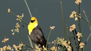 Yellowheaded Blackbirds at Sparks Marina 5312020 [upl. by Calie]