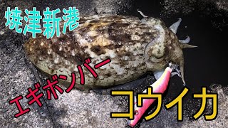 【焼津新港・釣り】コウイカエギング【皮付きウィンナー】 [upl. by Cristi594]