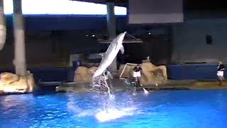 Incredible Dolphin Tricks Best Tricks [upl. by Kile]