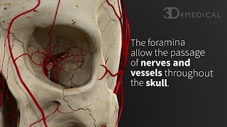 Foramina of the Skull  Animated Tutorial [upl. by Bogart]