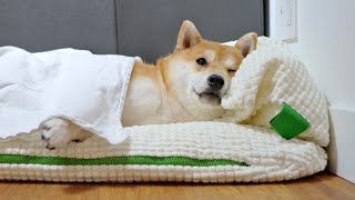 My Shiba Inu’s Morning Routine [upl. by Aniluj871]