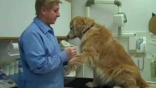 Heartworm Tests Naperville IL Woodridge IL Bolingbrook IL Plainfield IL 630 3556164 [upl. by Wei149]