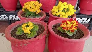 How to grow calceolaria flower  ladyspurse flower how to care  कैल्सोलारिया की देखभाल कैसे करें [upl. by Aroda]