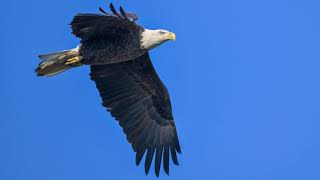 Carlyle Lake Eagles [upl. by Ykcul]