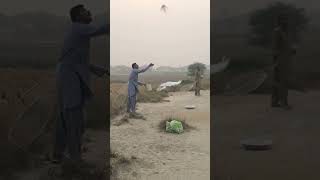 Lambi Ka Sir Gar Muqabla like pigeon subscribe [upl. by Alfons296]