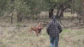 Hombre VS Canguro  DOBLADO [upl. by Olocin]